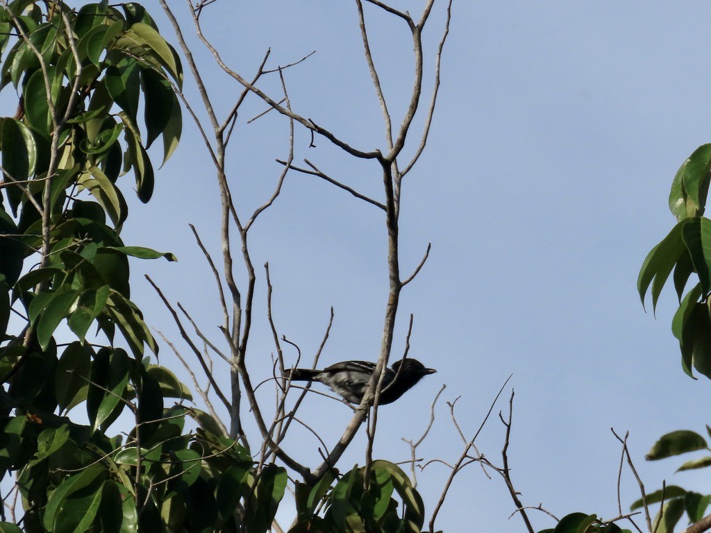 Black-crested Antshrike - ML643949106