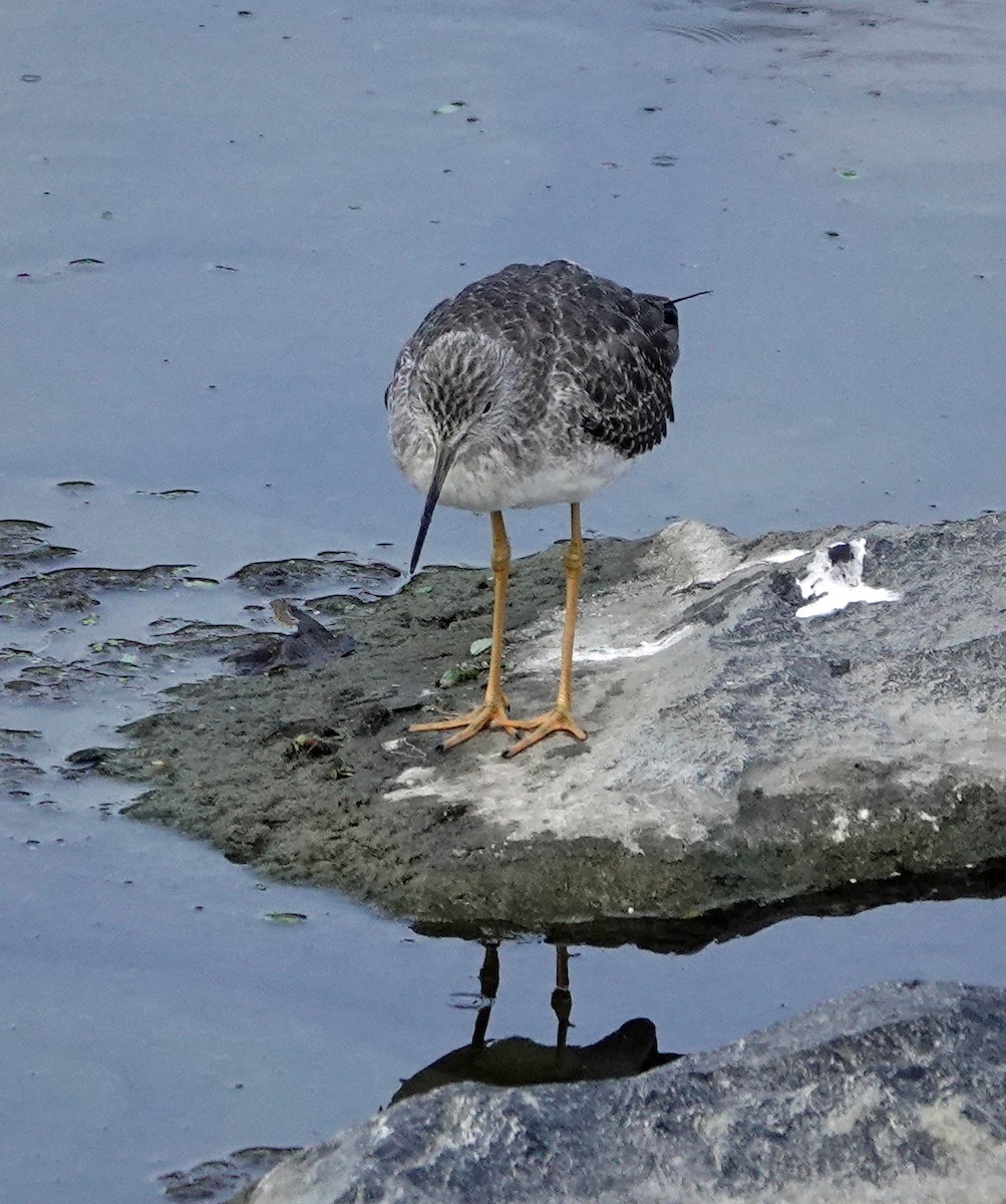 Greater Yellowlegs - ML643949107