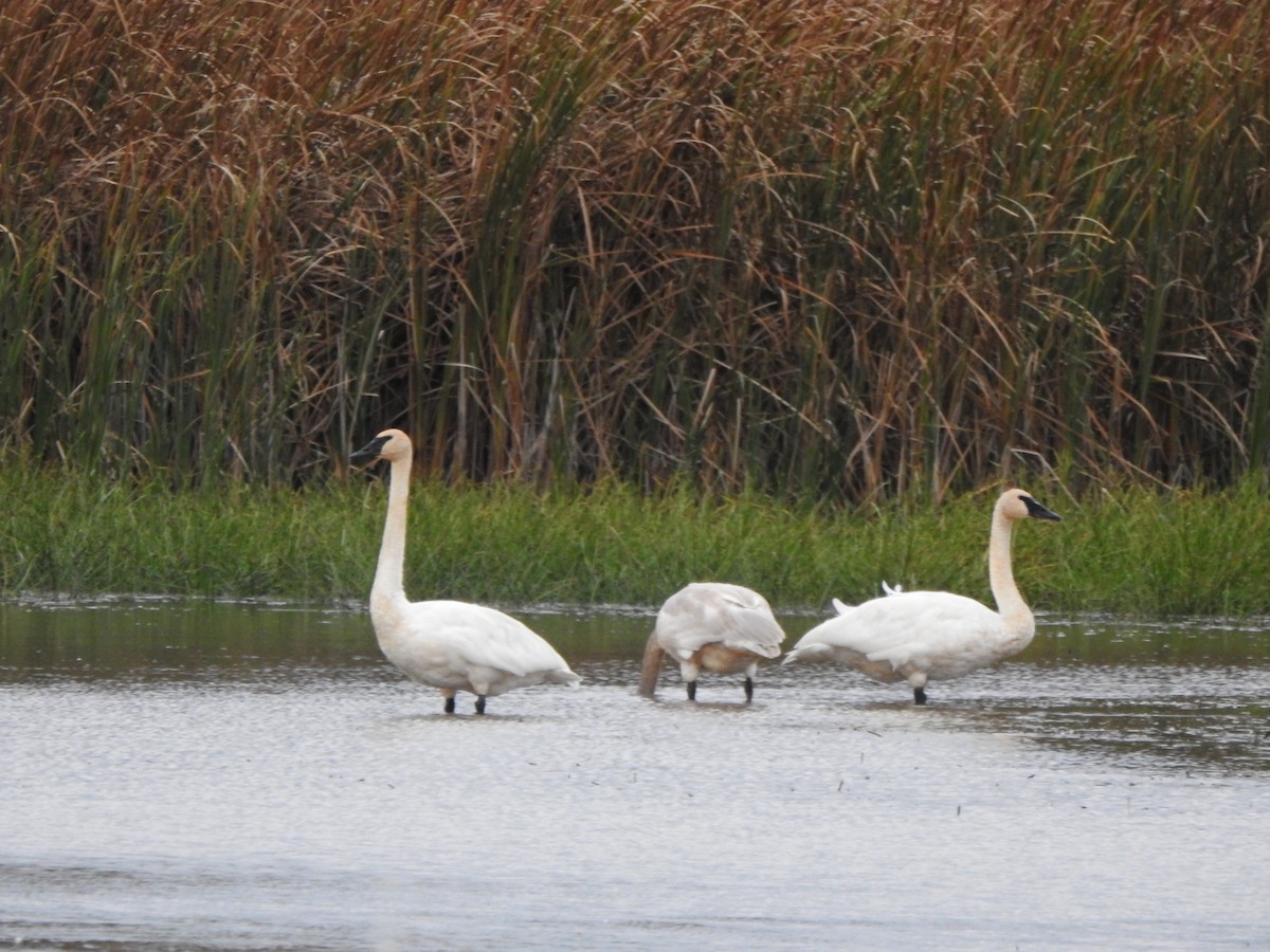 Trumpeter Swan - ML643949108