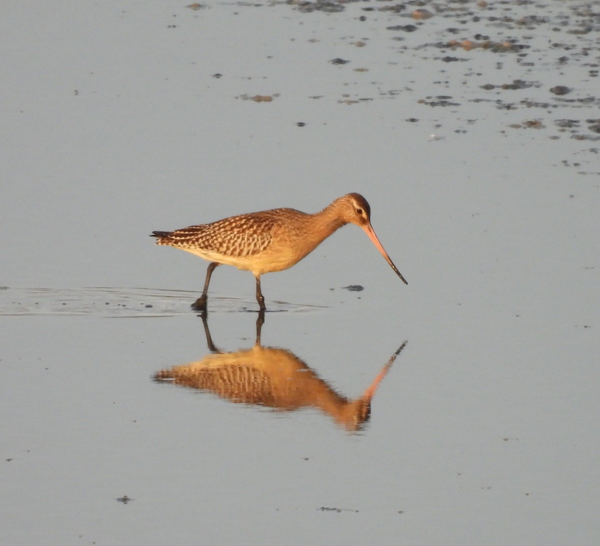 Bar-tailed Godwit - ML643949169