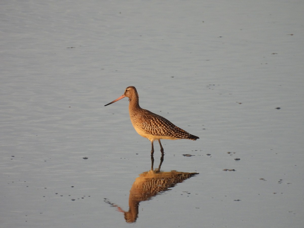 Bar-tailed Godwit - ML643949171