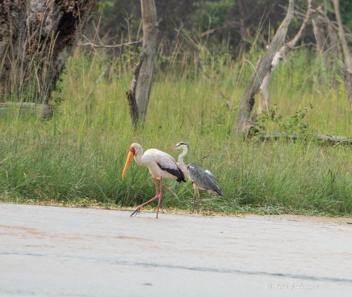 volavka popelavá - ML643949185