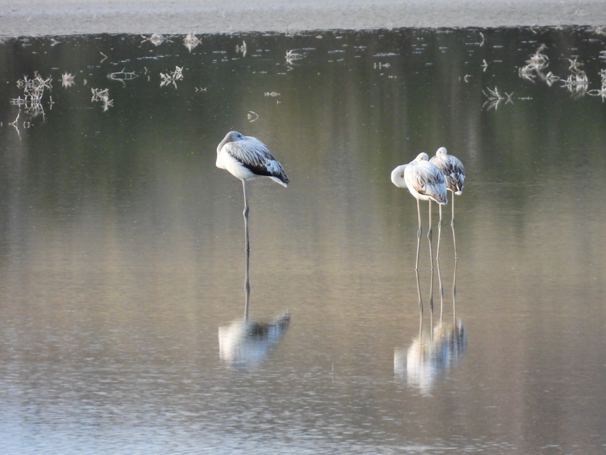 Greater Flamingo - ML643949187