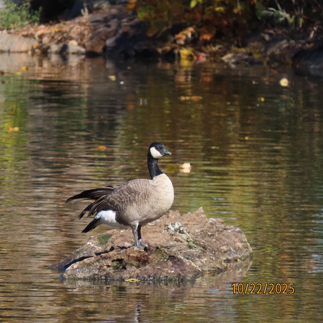Cackling Goose - ML643949206