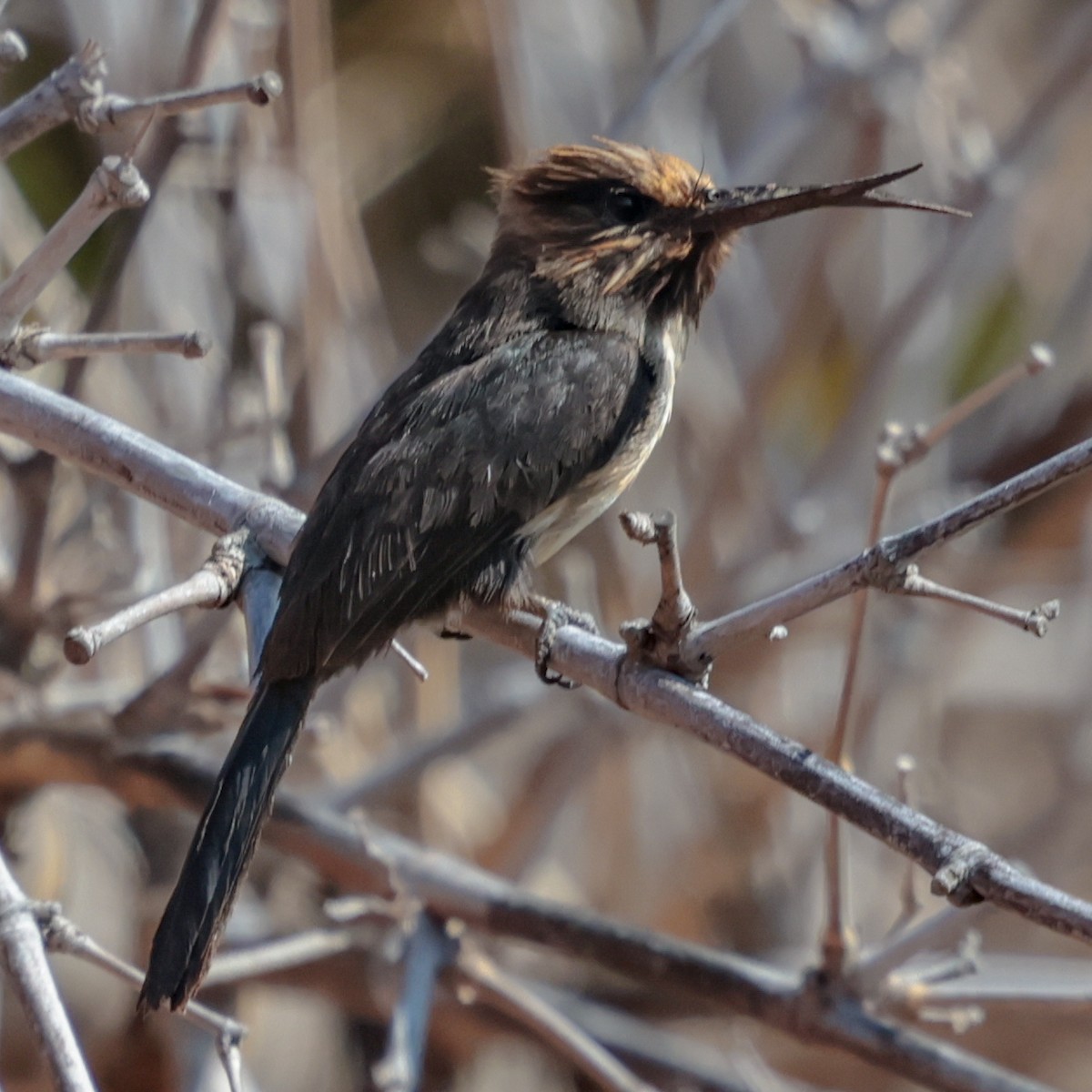 Three-toed Jacamar - ML643949209