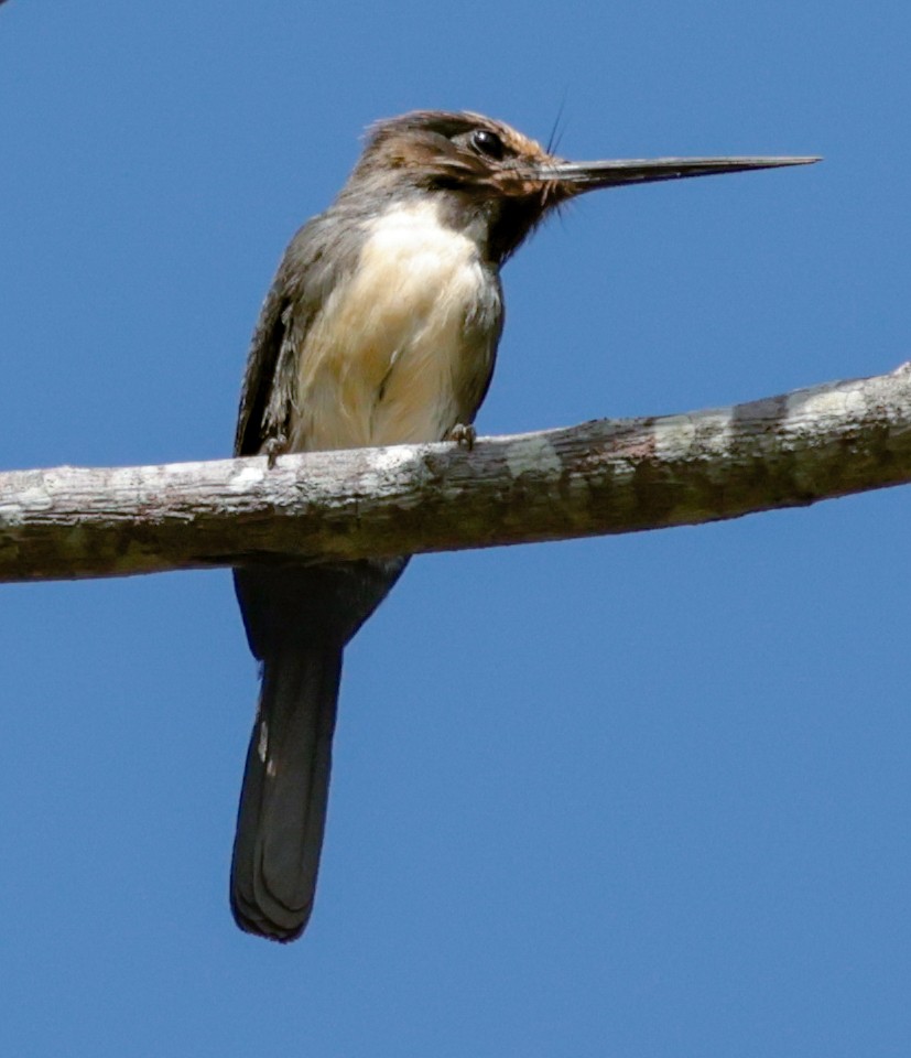 Three-toed Jacamar - ML643949210