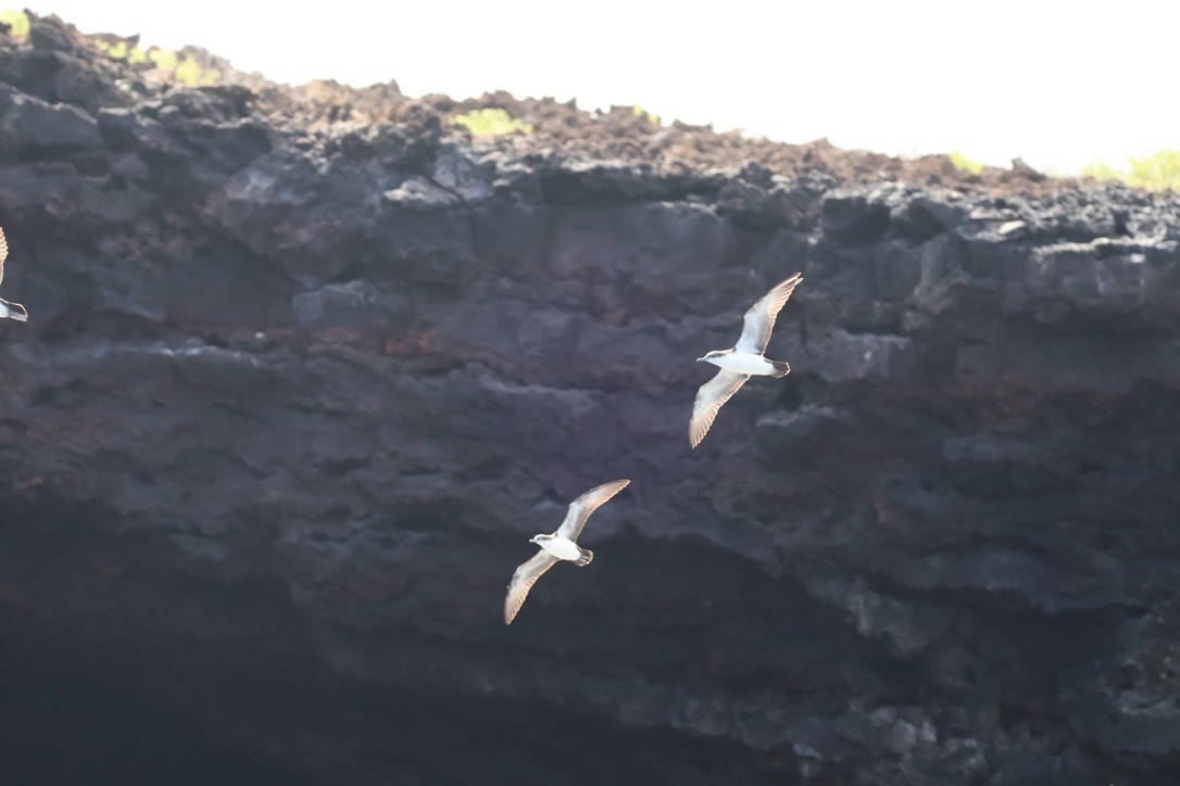 Puffin des Galapagos - ML643949212