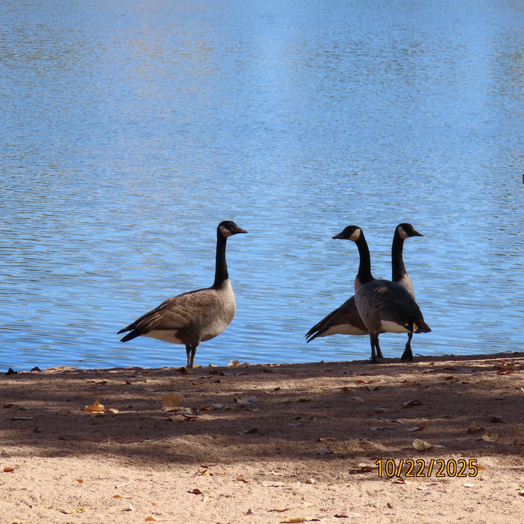 Canada Goose - ML643949221