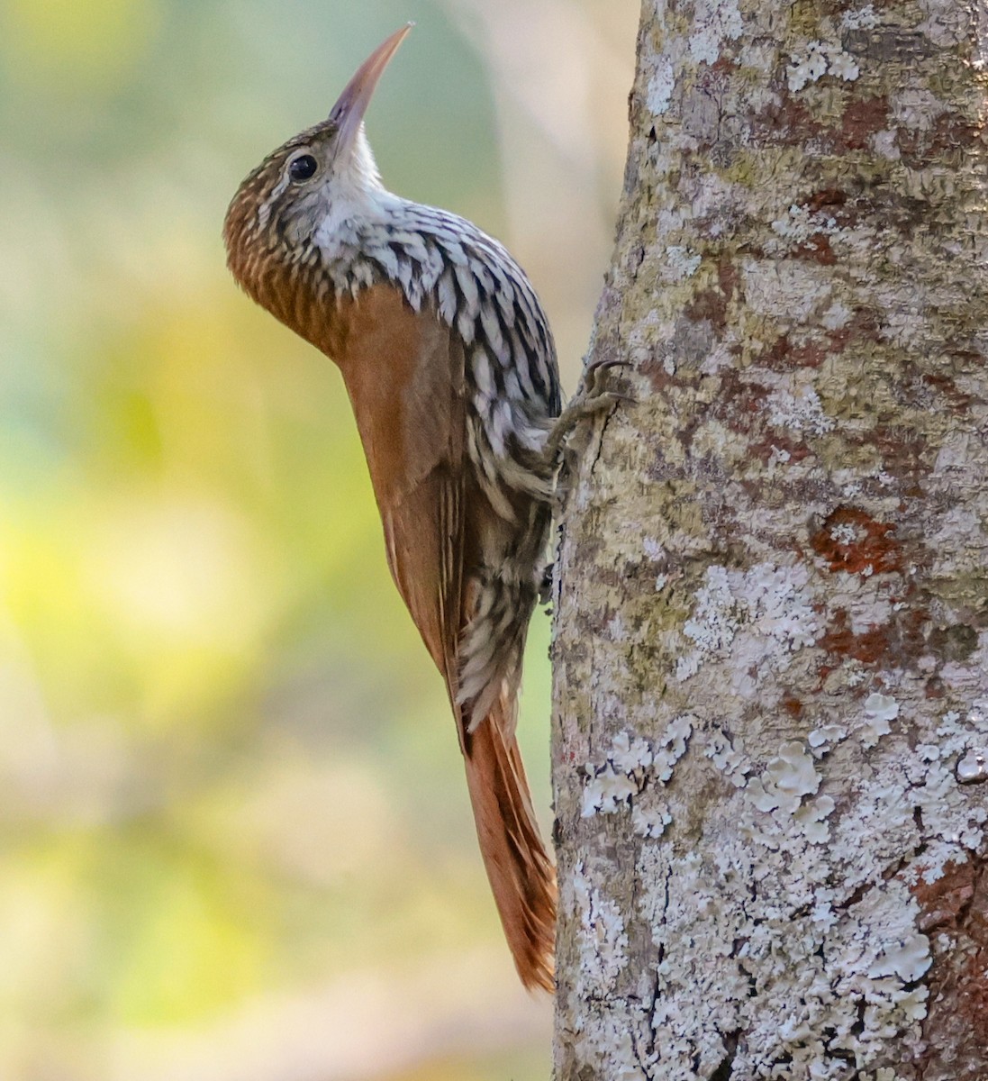 Scaled Woodcreeper (Scaled) - ML643949224