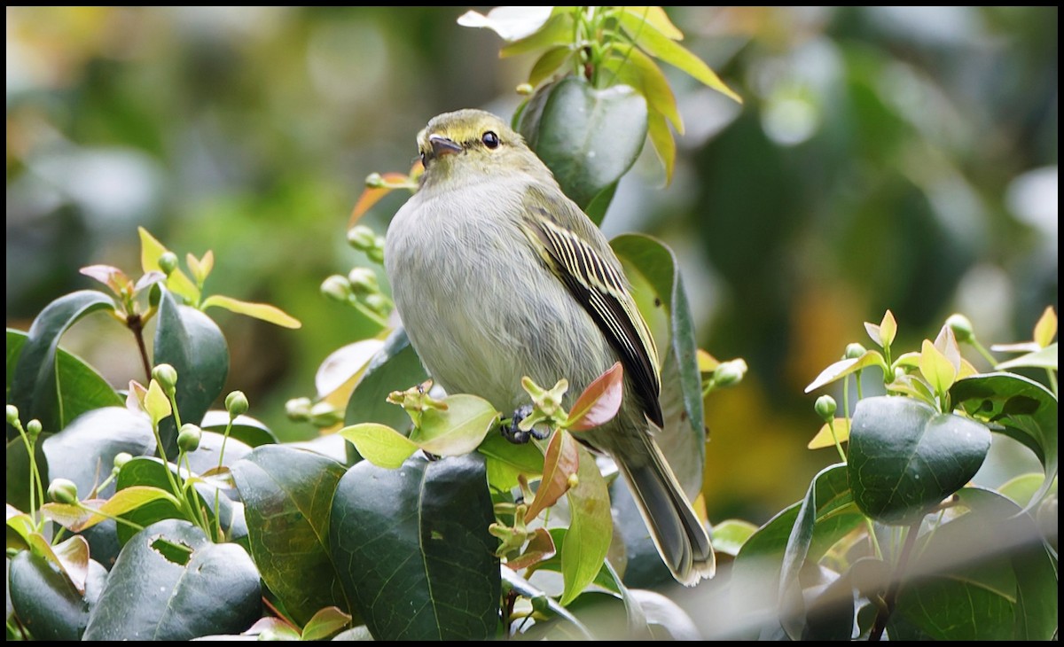 Golden-faced Tyrannulet - ML643949227