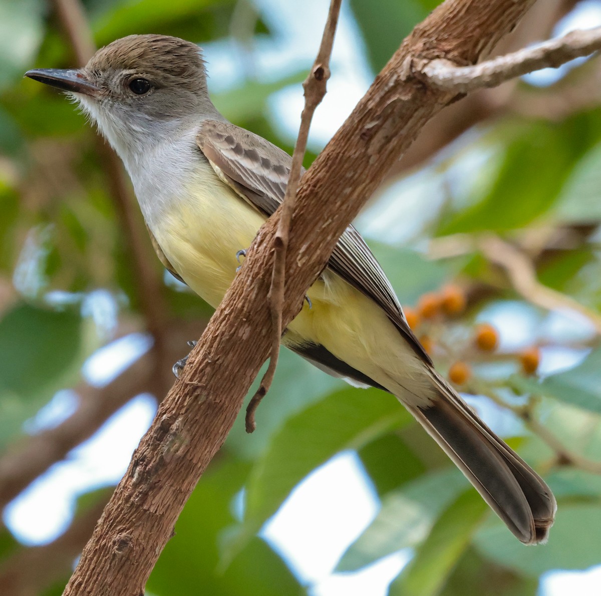 Brown-crested Flycatcher (South American) - ML643949231