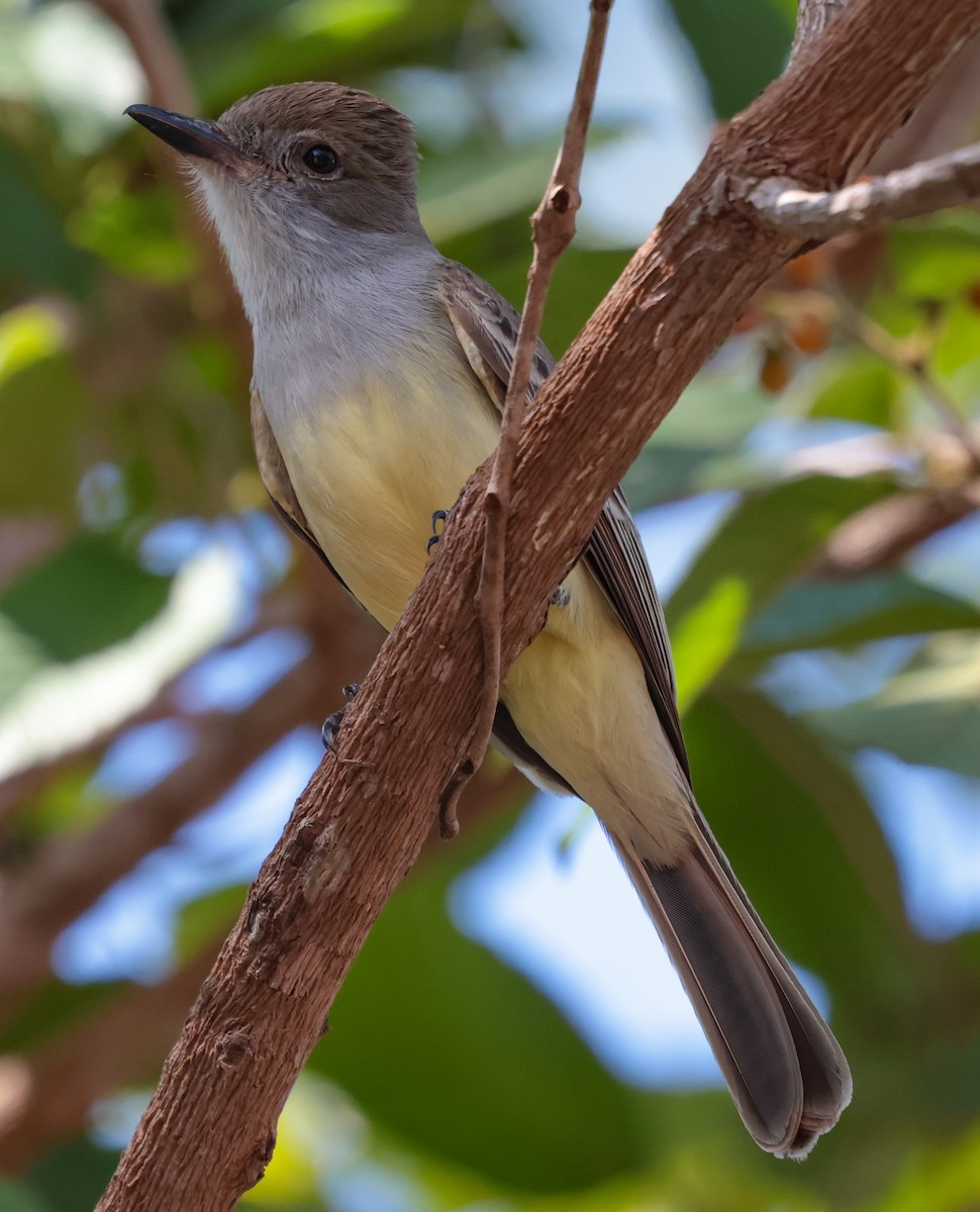 Brown-crested Flycatcher (South American) - ML643949232
