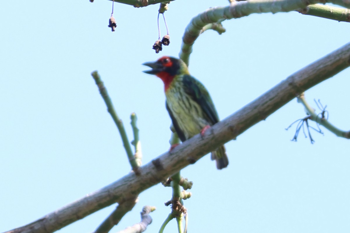 Coppersmith Barbet - ML643949235