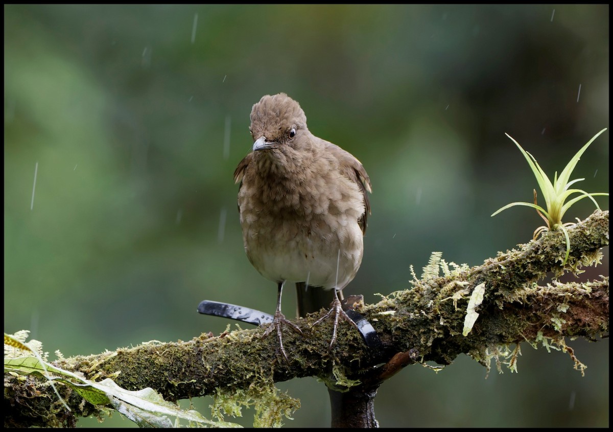 Black-billed Thrush - ML643949240
