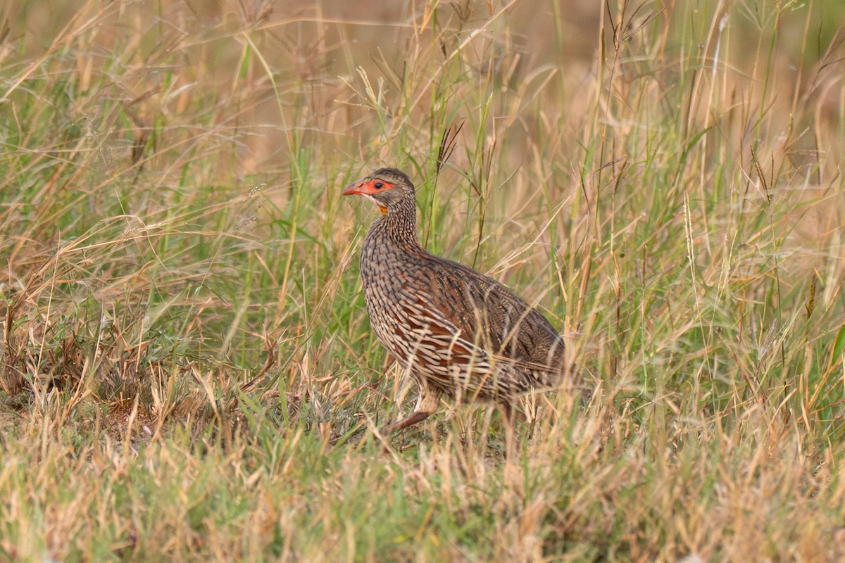 Gray-breasted Spurfowl - ML643949241