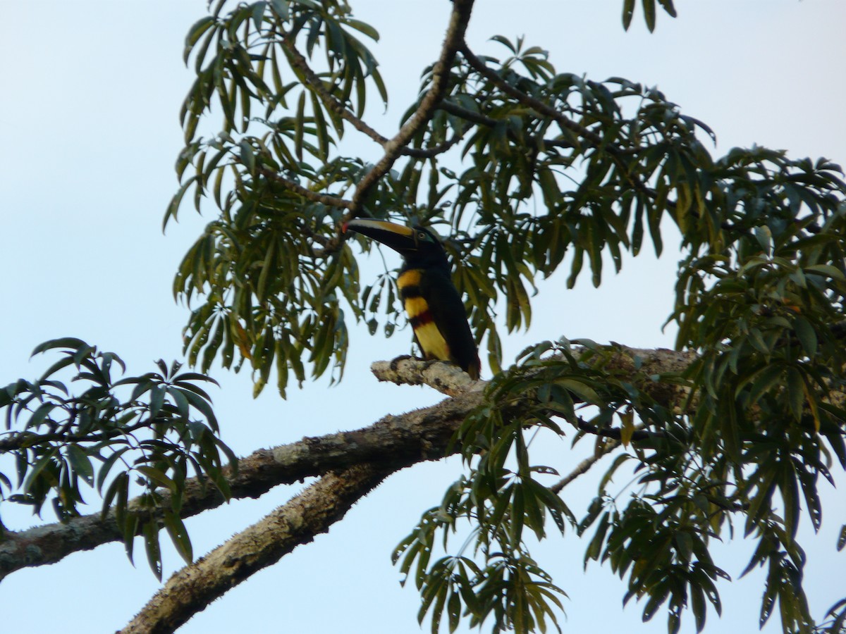 Many-banded Aracari - ML643949245