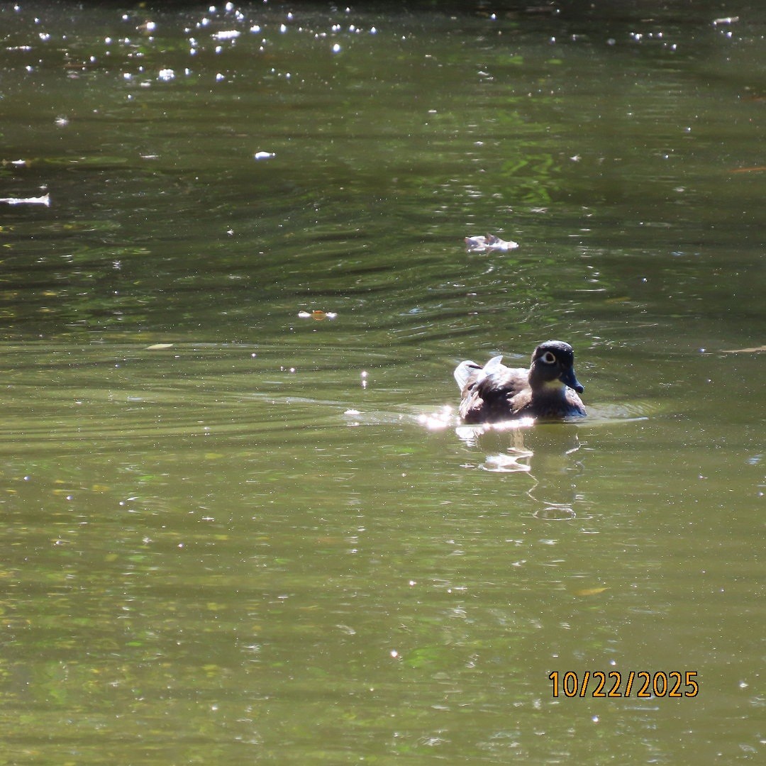 Wood Duck - ML643949248