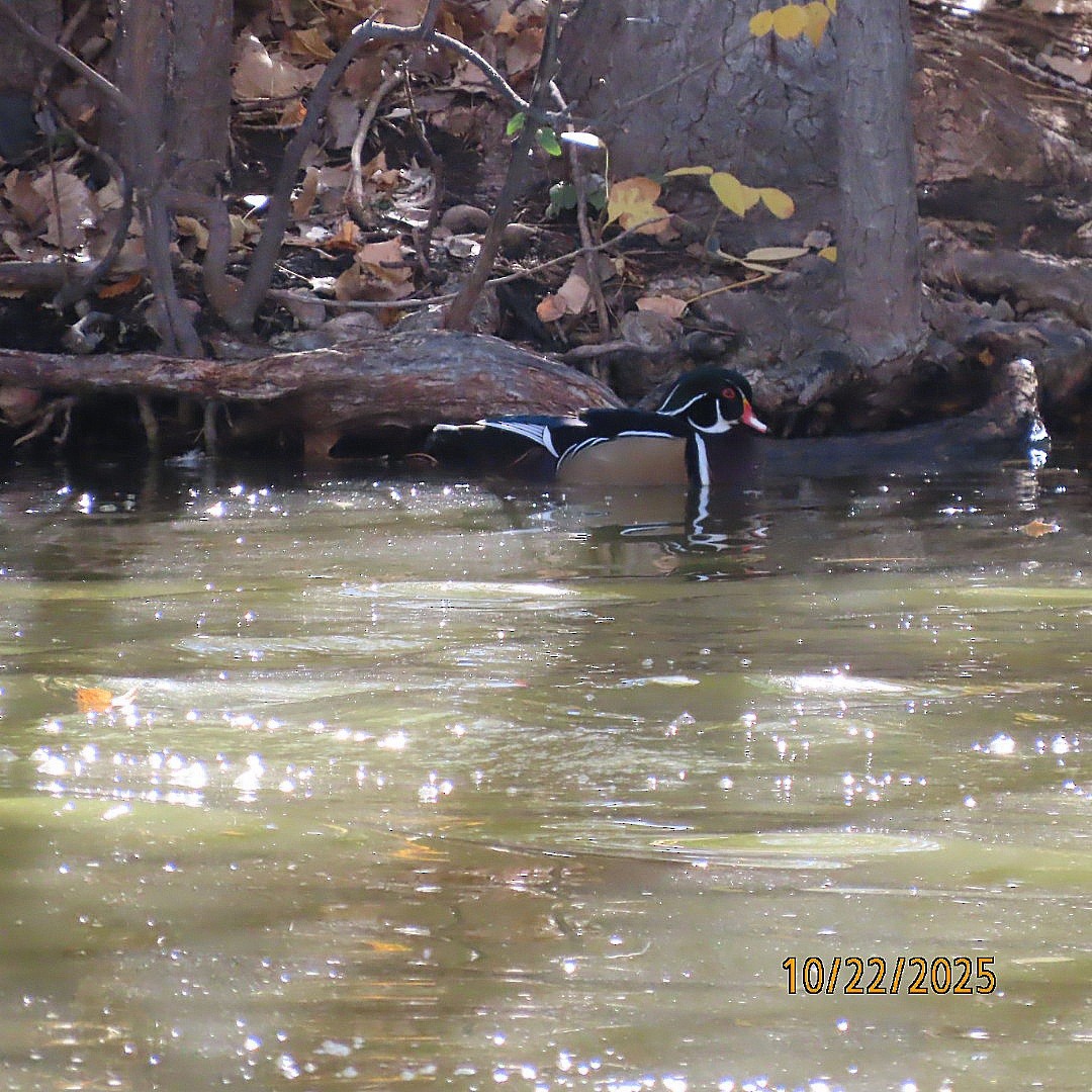 Wood Duck - ML643949250