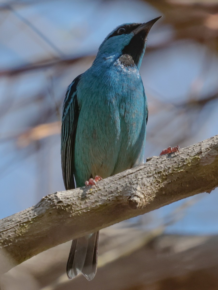 Blue Dacnis - ML643949252