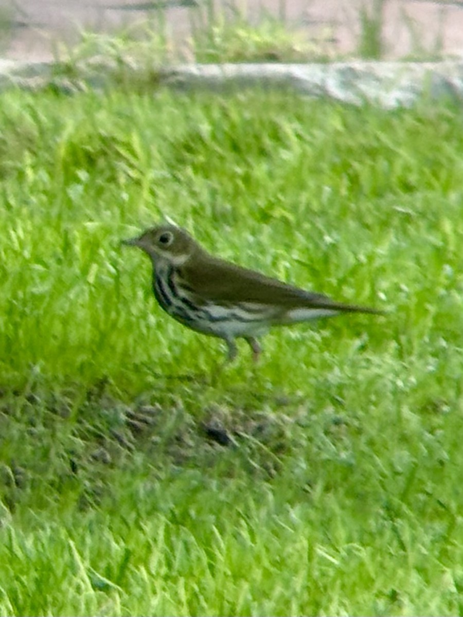 Ovenbird - ML643949253