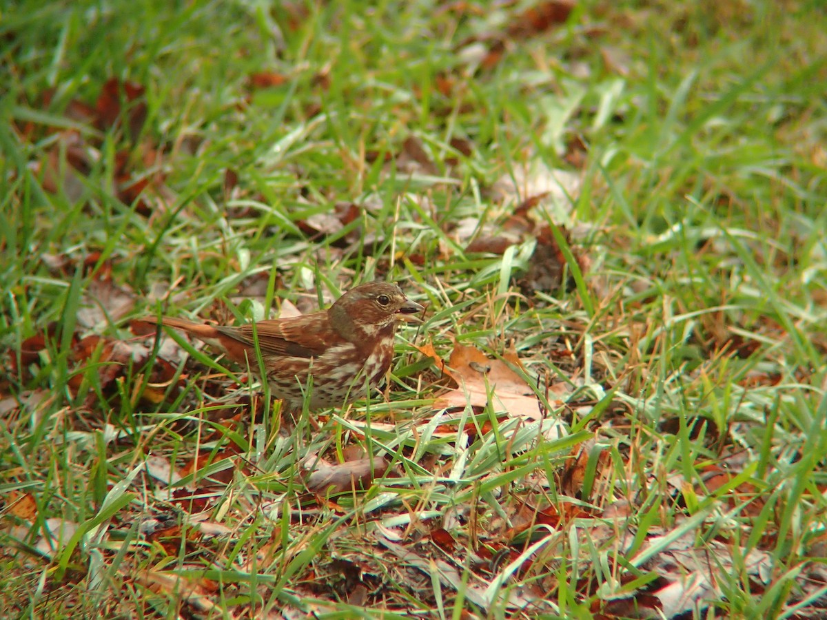 Fox Sparrow - ML643949254