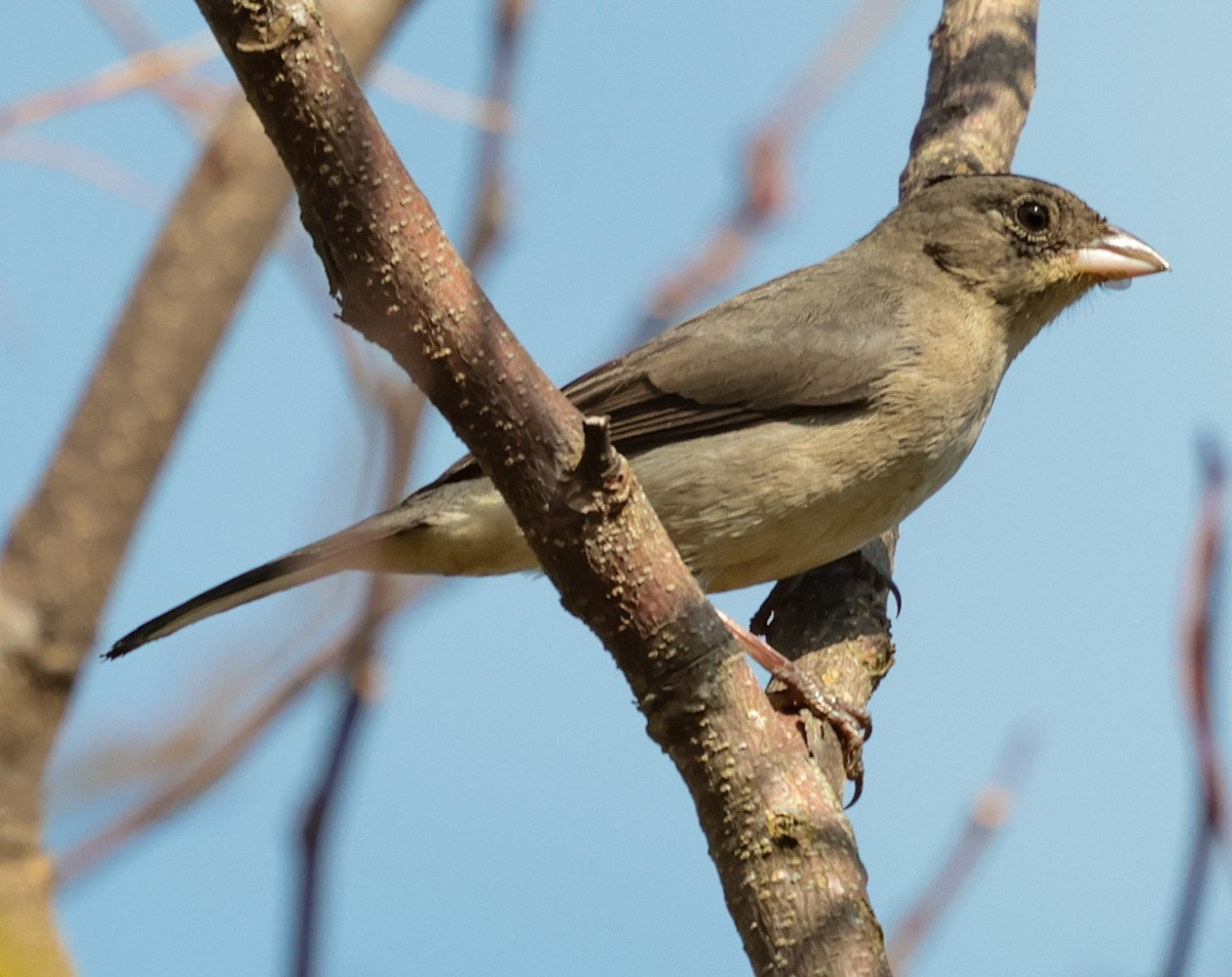 Pileated Finch - ML643949255