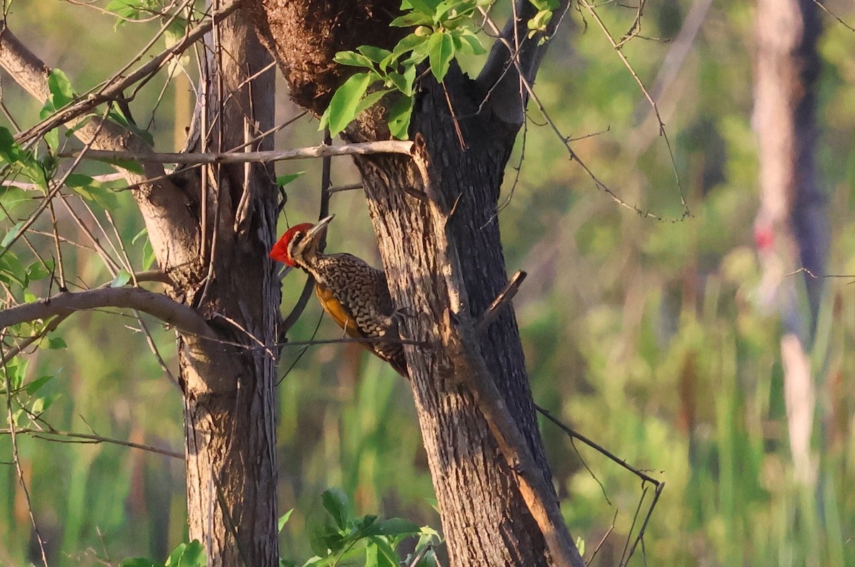 Common Flameback - ML643949258