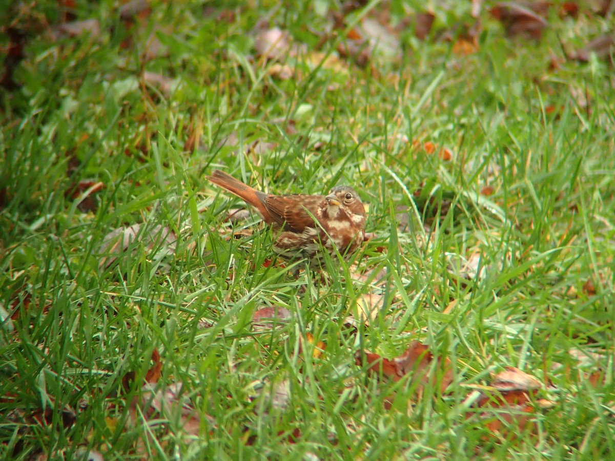 Fox Sparrow - ML643949259