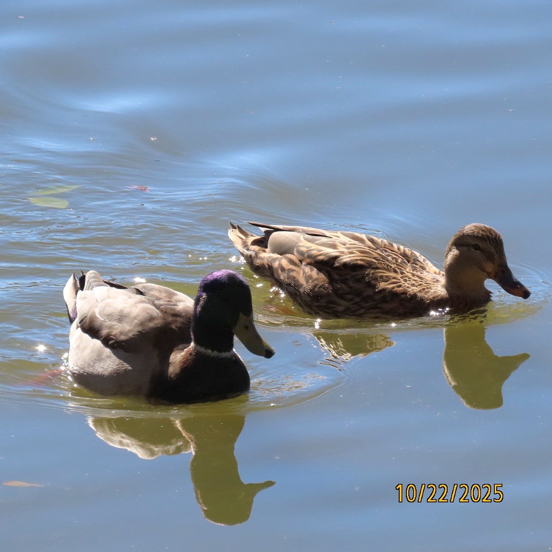 Mallard - ML643949260