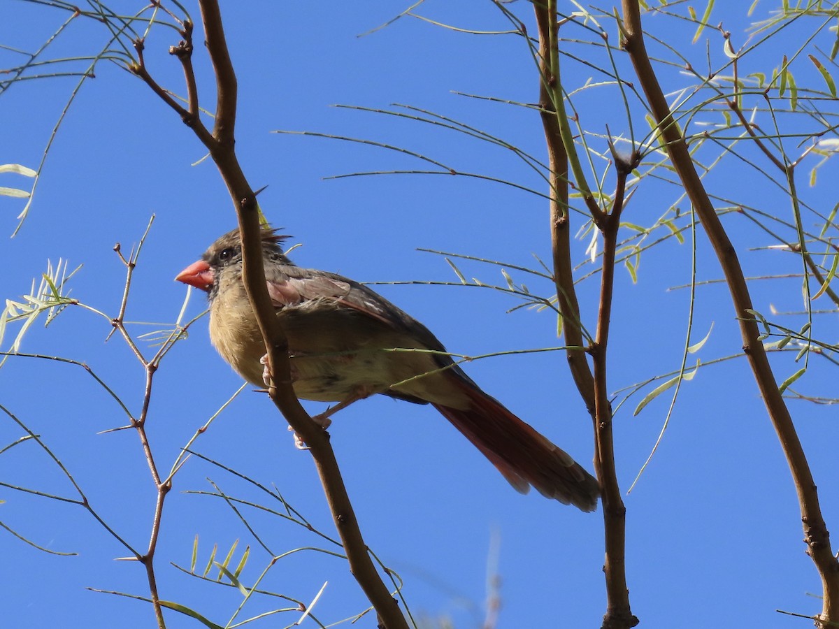 Northern Cardinal - ML643949261