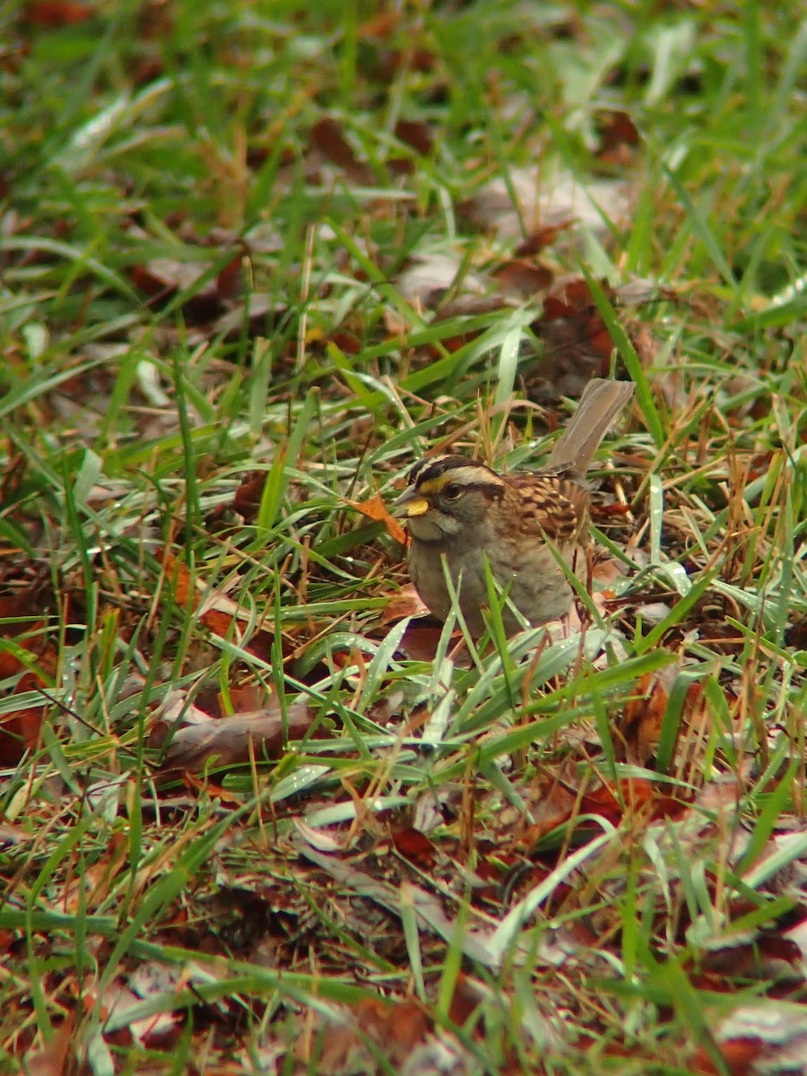 White-throated Sparrow - ML643949266