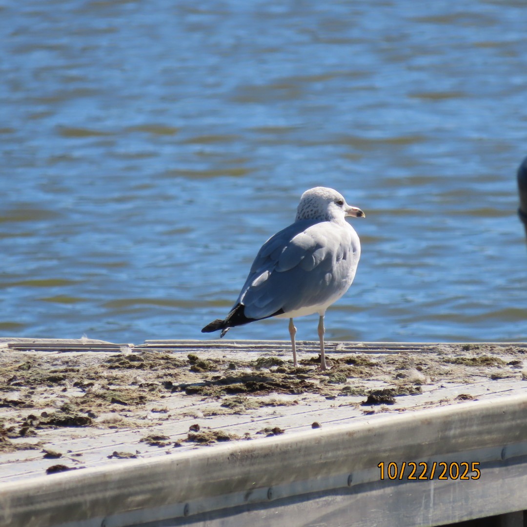 Ring-billed Gull - ML643949267