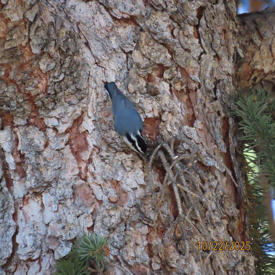 Red-breasted Nuthatch - ML643949271