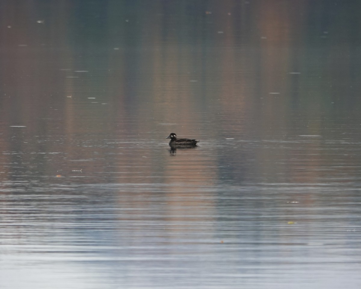 קטיפנית משברים - ML643949272