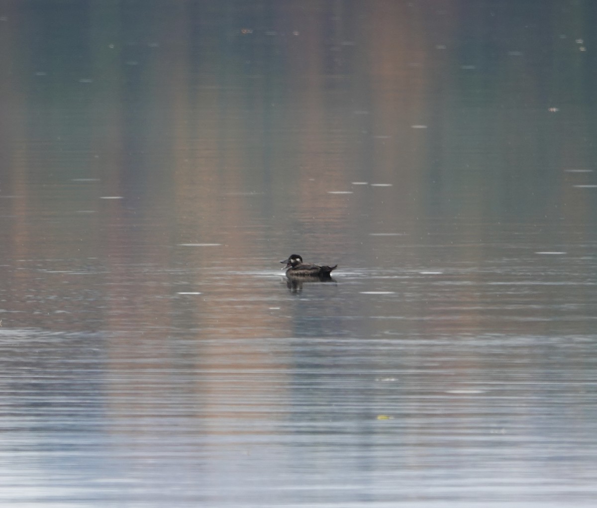 קטיפנית משברים - ML643949273