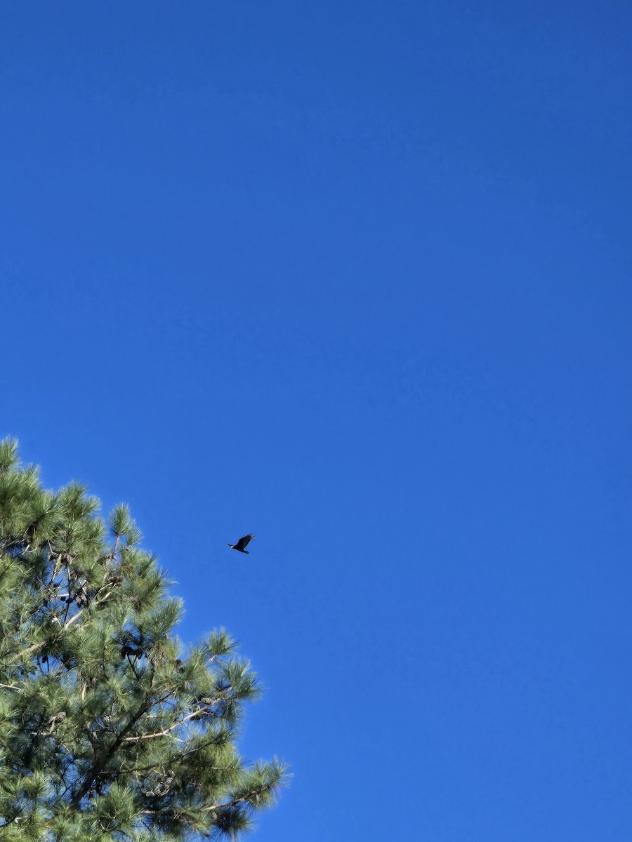 Turkey Vulture - ML643949274