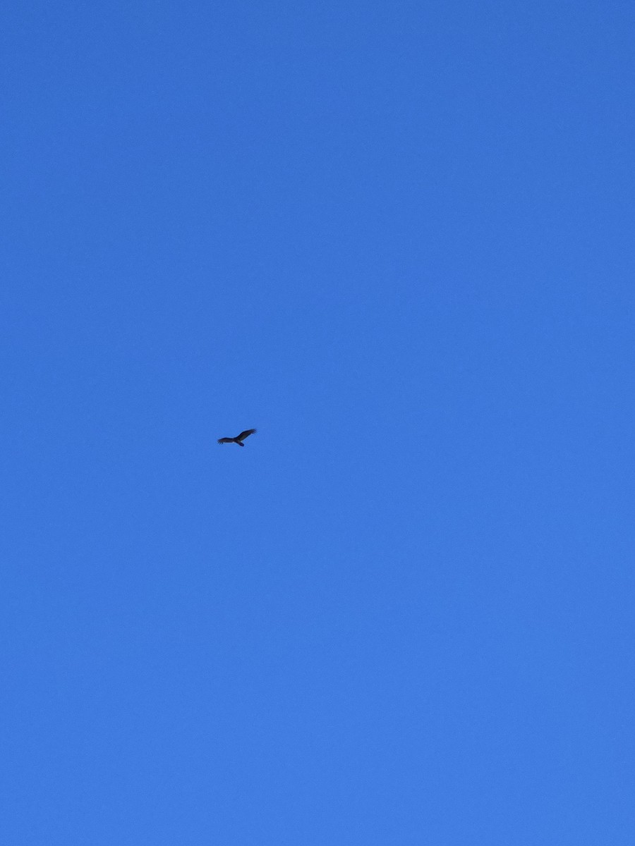 Turkey Vulture - ML643949275