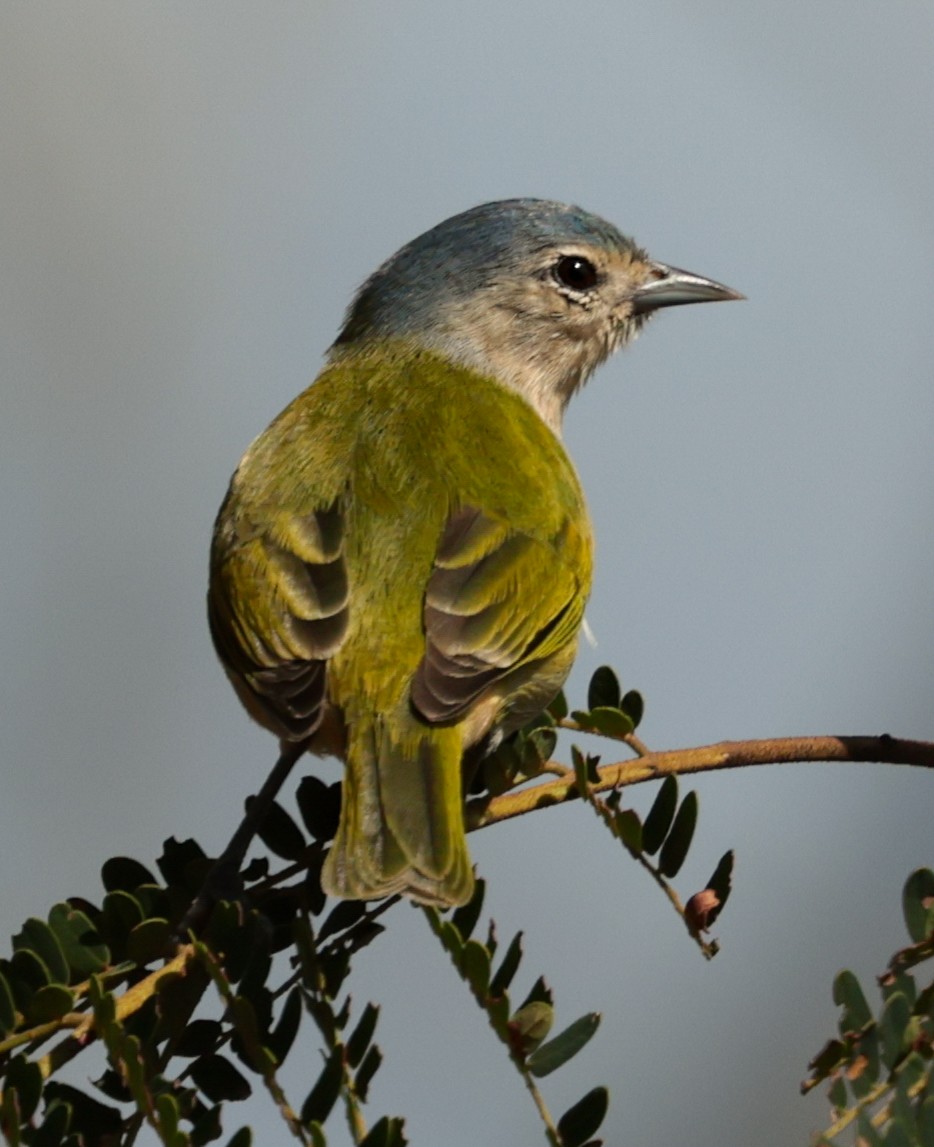 Chestnut-vented Conebill - ML643949283