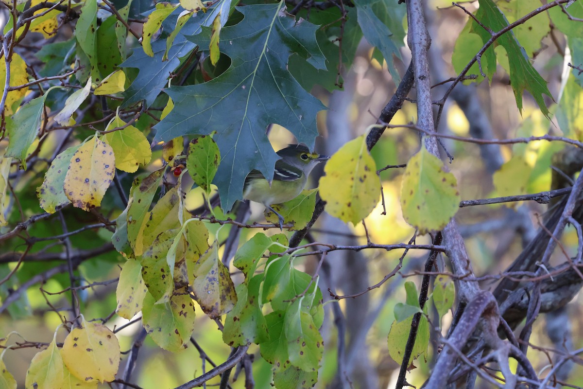 zelenáček bělooký - ML643949286