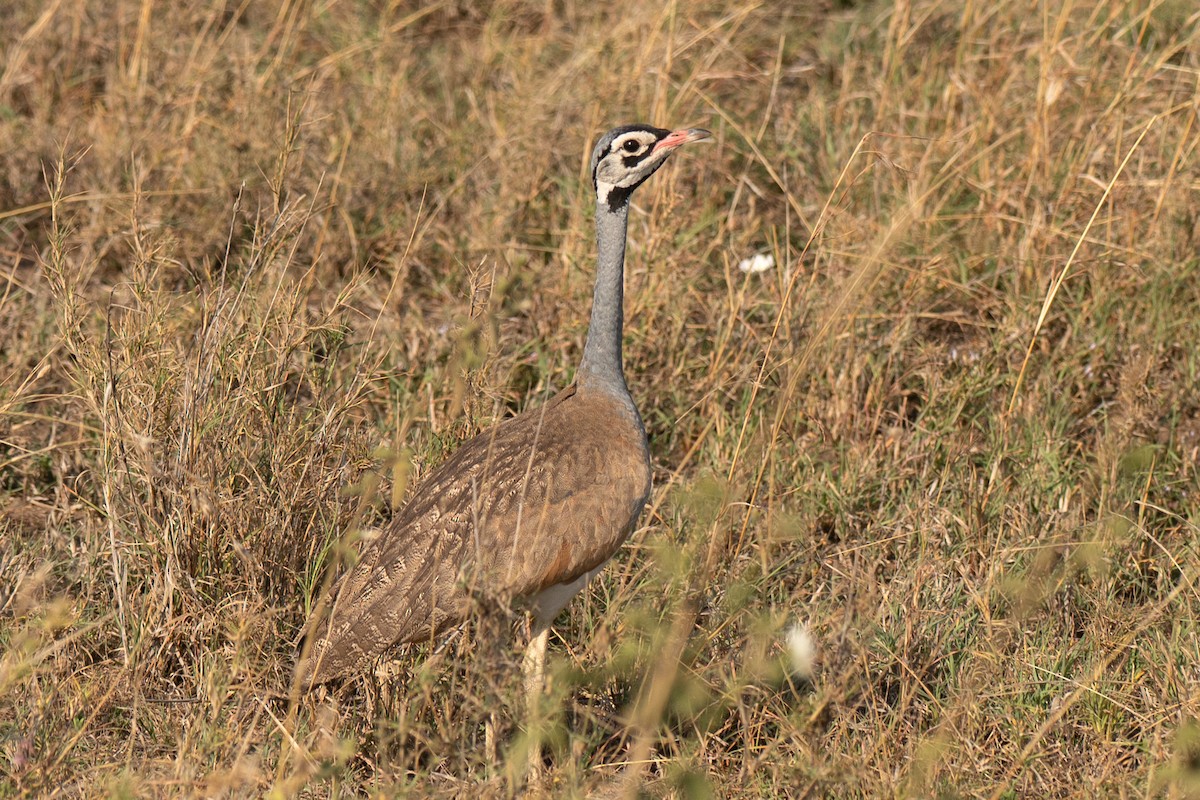 Outarde du Sénégal - ML643949290