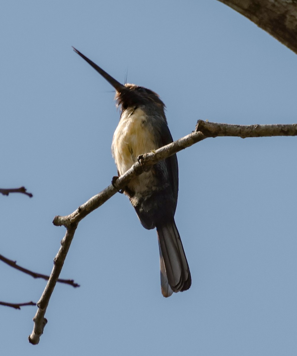Three-toed Jacamar - ML643949291
