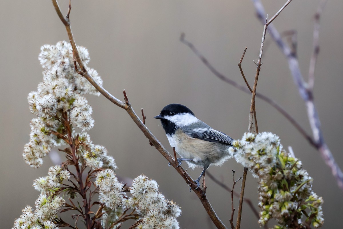 sýkora černohlavá - ML643949294