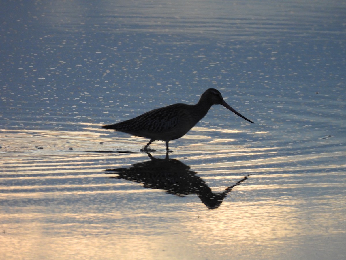 Bar-tailed Godwit - ML643949296