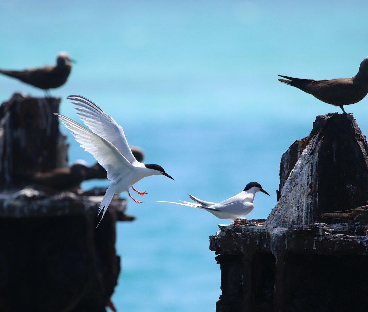 Roseate Tern - ML643949297