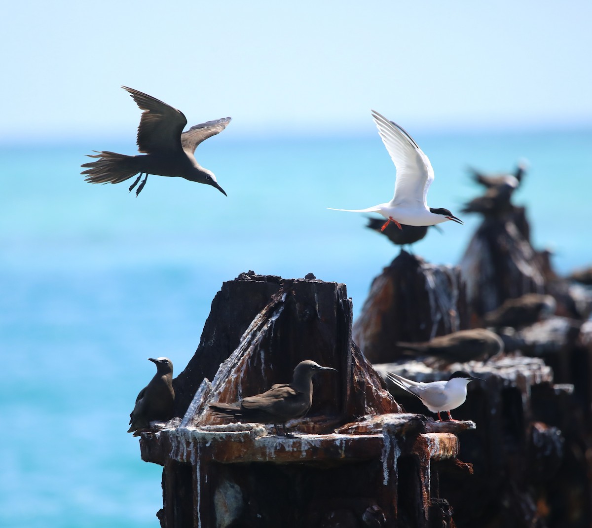 Roseate Tern - ML643949298