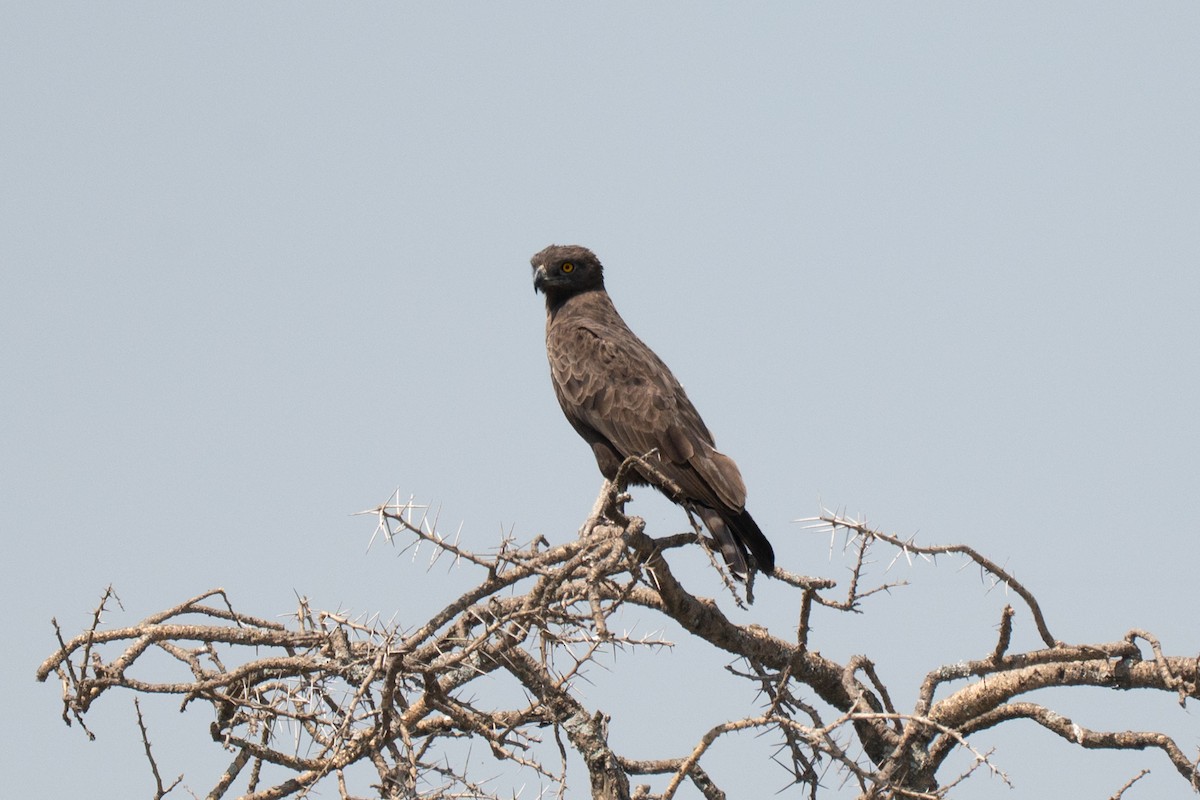 Brown Snake-Eagle - ML643949312