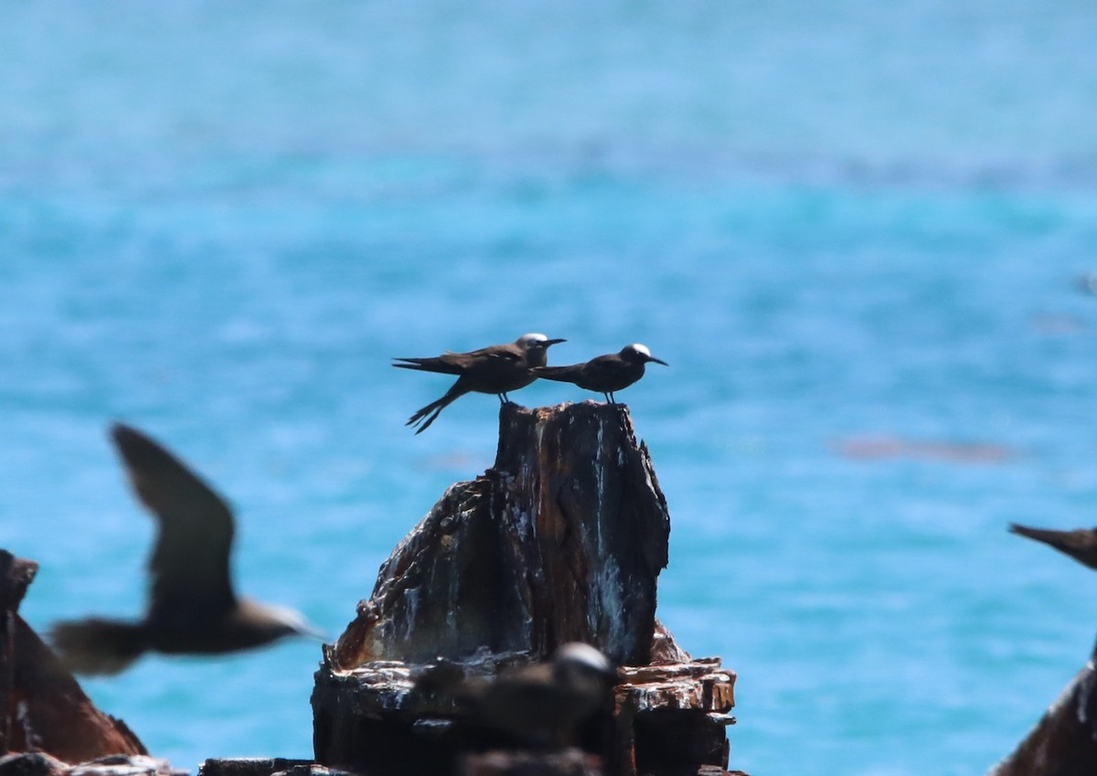 Black Noddy - ML643949314