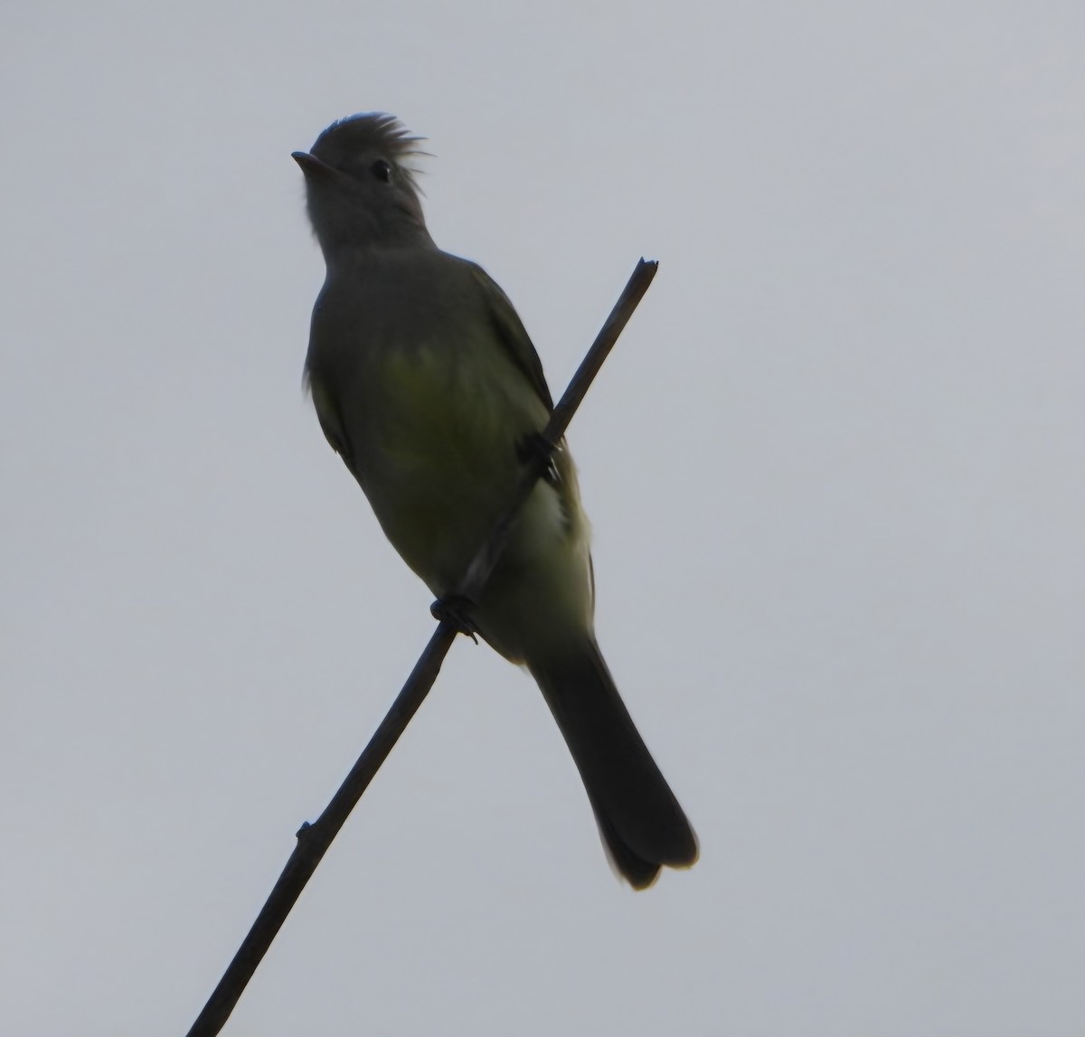 Yellow-bellied Elaenia - ML643949320