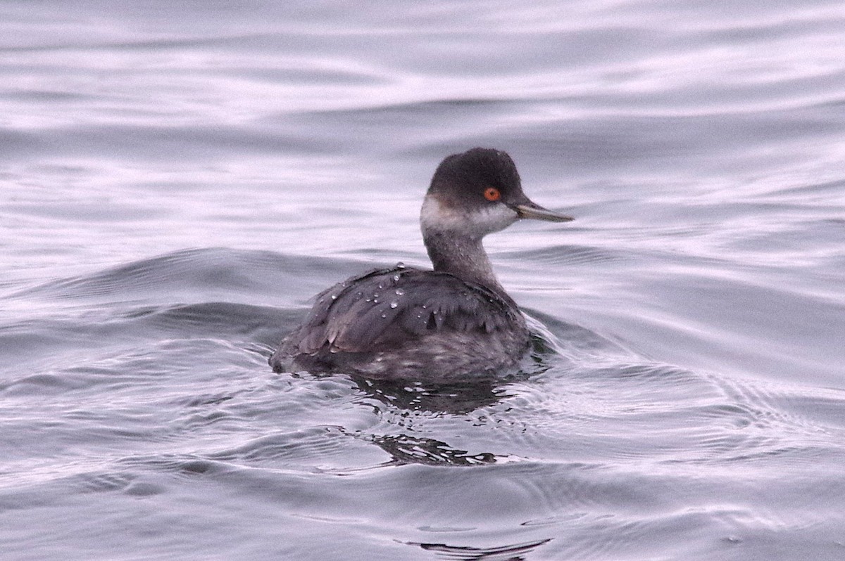 Халтар шунгуур - ML643949330