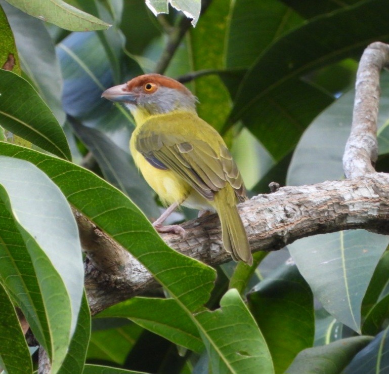 Rufous-browed Peppershrike - ML643949333